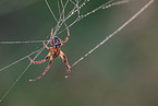 autumn orbweaver