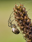 autumn orbweaver