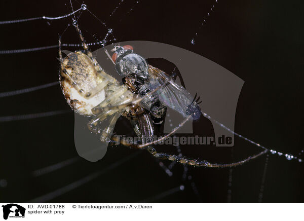 spider with prey / AVD-01788