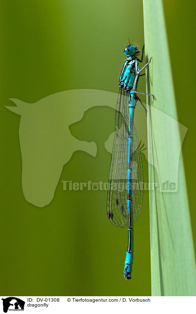 Hufeisenazurjungfer / dragonfly / DV-01308