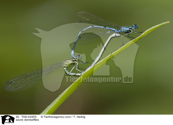 azure damselflies / THA-02855