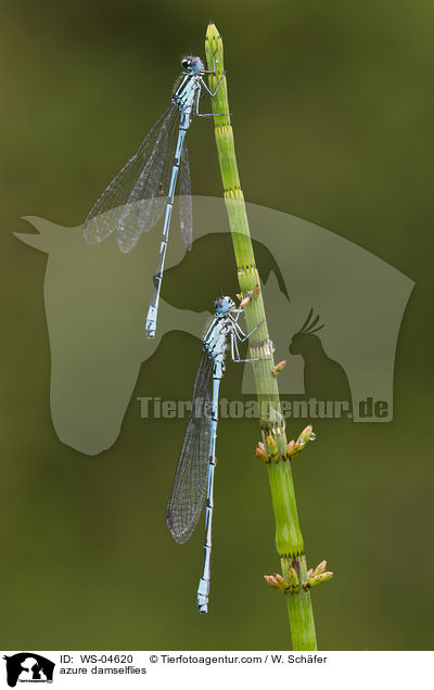 Hufeisenazurjungfern / azure damselflies / WS-04620