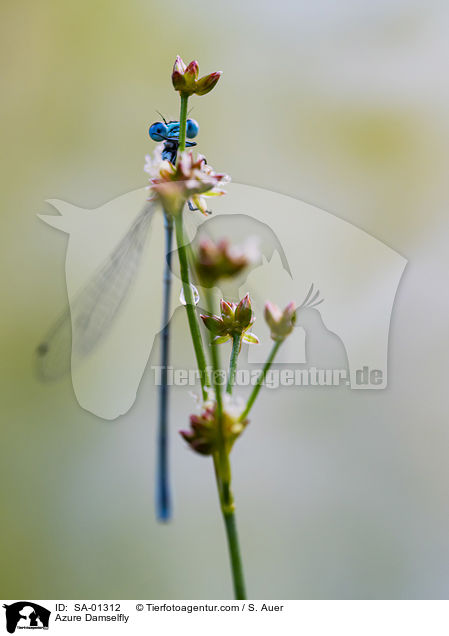 Azure Damselfly / SA-01312