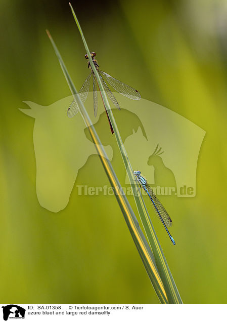 Hufeisenazurjungfer und Frhe Adonislibelle / azure bluet and large red damselfly / SA-01358