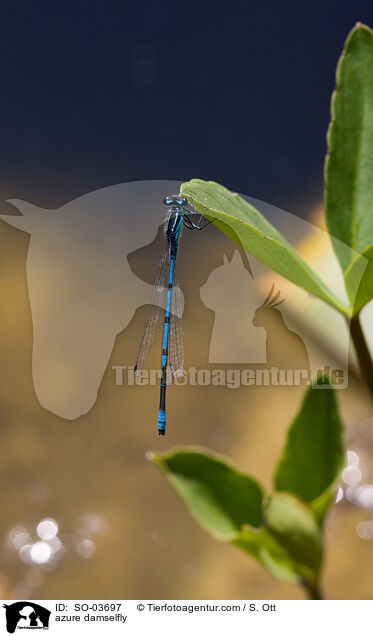 Hufeisenazurjungfer / azure damselfly / SO-03697