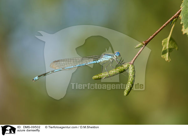 azure damselfly / DMS-09502