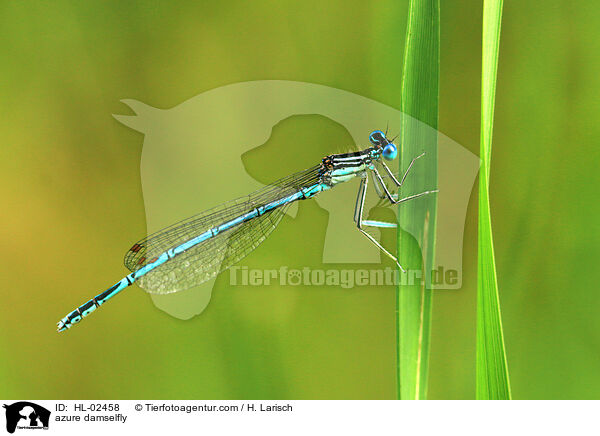 azure damselfly / HL-02458