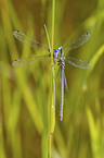 azure damselfly