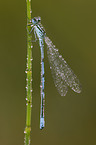 azure damselfly