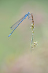 azure damselfly