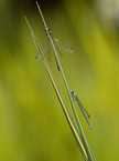 azure bluet and large red damselfly