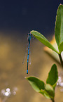 azure damselfly