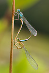 azure damselflies