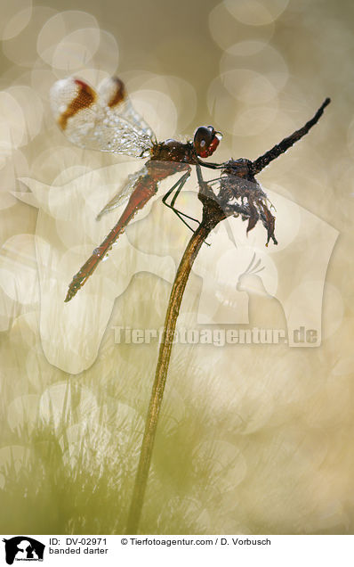 banded darter / DV-02971