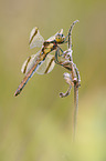 banded darter