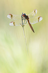 banded darter