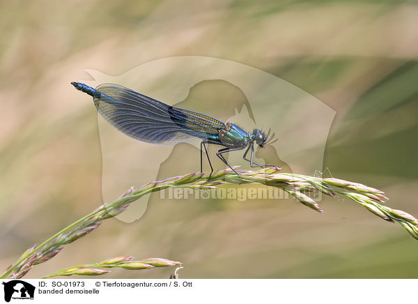 gebnderte Prachtlibelle / banded demoiselle / SO-01973