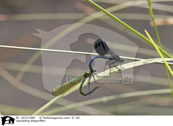 sich paarende gebnderte Prachtlibellen / copulating dragonflies / SO-01980