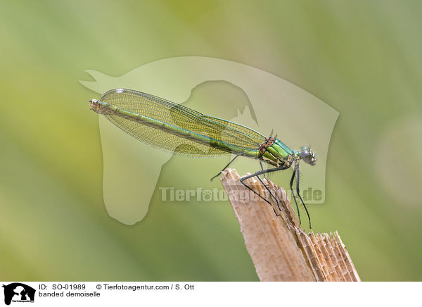 gebnderte Prachtlibelle / banded demoiselle / SO-01989