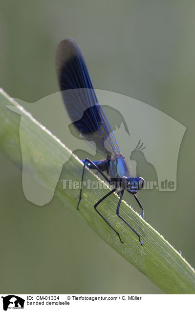 Gebnderte Prachtlibelle / banded demoiselle / CM-01334