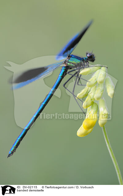 Gebnderte Prachtlibelle / banded demoiselle / DV-02115