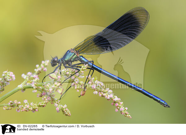 Gebnderte Prachtlibelle / banded demoiselle / DV-02265