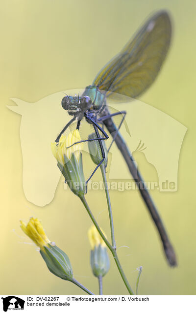 Gebnderte Prachtlibelle / banded demoiselle / DV-02267