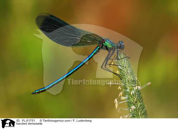 Gebnderte Prachtlibelle / banded demoiselle / FL-01751