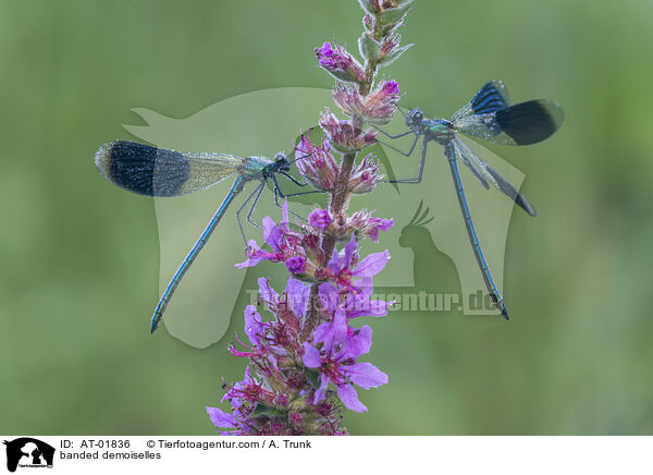 banded demoiselles / AT-01836