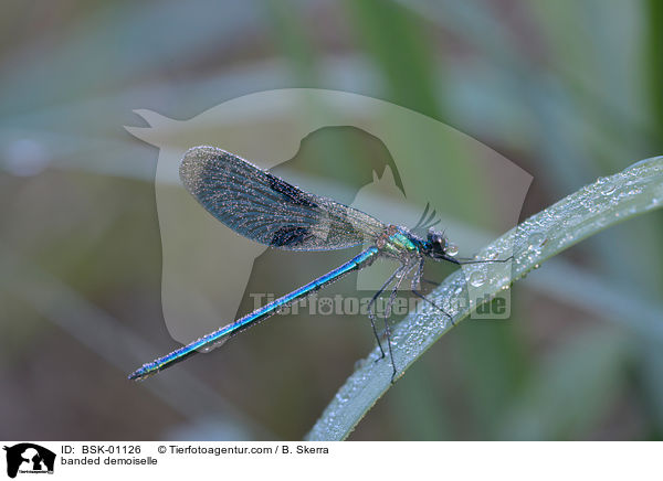 Gebnderte Prachtlibelle / banded demoiselle / BSK-01126