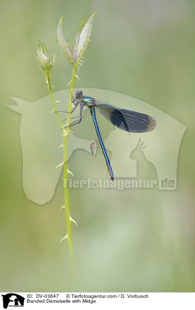 Banded Demoiselle with Midge / DV-03647