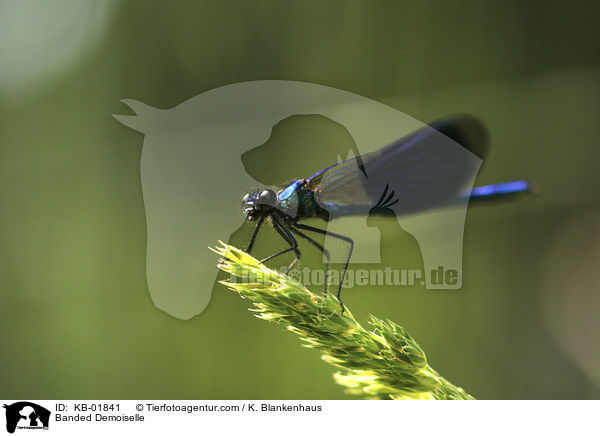 Gebnderte Prachtlibelle / Banded Demoiselle / KB-01841