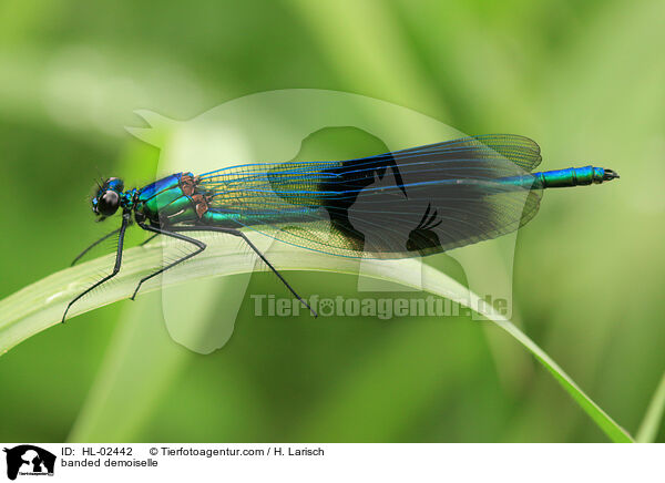 Gebnderte Prachtlibelle / banded demoiselle / HL-02442