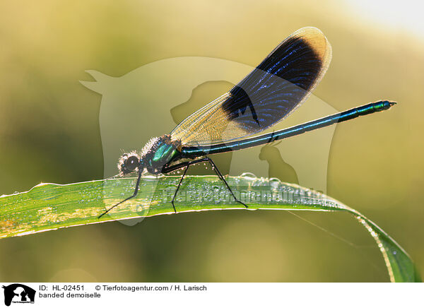 Gebnderte Prachtlibelle / banded demoiselle / HL-02451