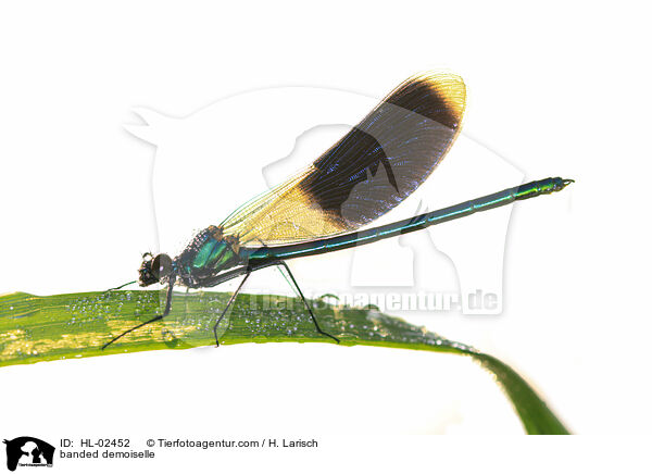 Gebnderte Prachtlibelle / banded demoiselle / HL-02452