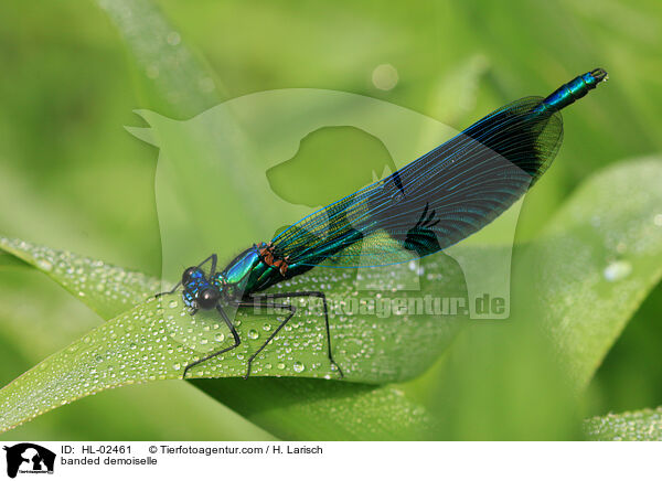 Gebnderte Prachtlibelle / banded demoiselle / HL-02461