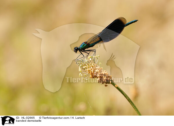 banded demoiselle / HL-02665