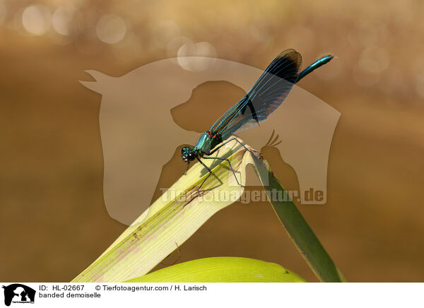 Gebnderte Prachtlibelle / banded demoiselle / HL-02667