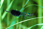 Banded Demoiselle