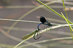 copulating dragonflies