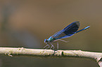 banded demoiselle