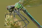 banded demoiselle