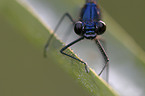 banded demoiselle