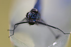 banded demoiselle