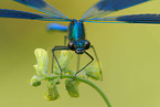 banded demoiselle