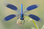 banded demoiselle