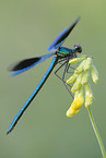 banded demoiselle