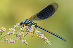 banded demoiselle