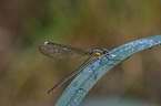 banded demoiselle