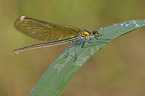 banded demoiselle